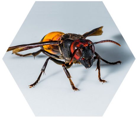 sanit-h-hornet-page frelon