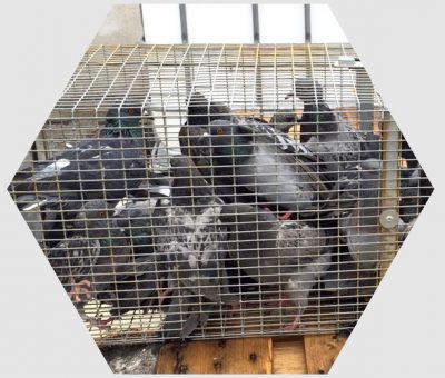 sanit-h-pigeon-home-v2 capture pigeons