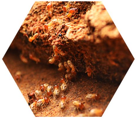 sanit-h-termite-page termites