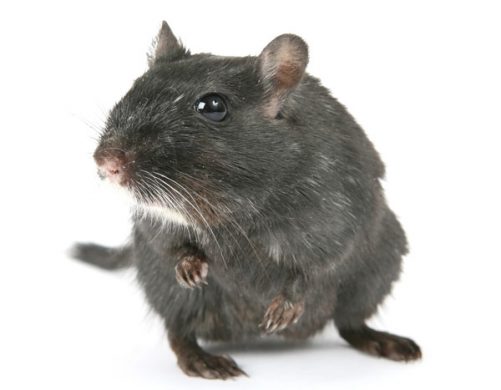 sanit-h-rat-page-deratisation2 rat dératisation