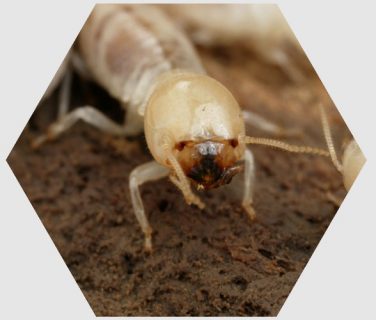 désinsectisation termite