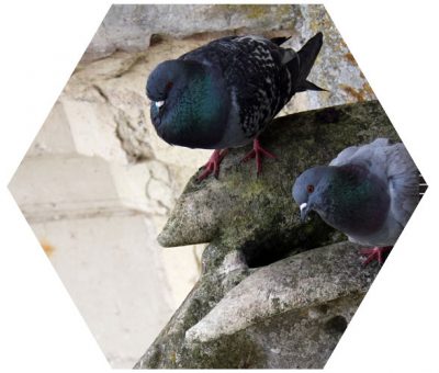 sanit-h-nuisance-pigeon- nuisance pigeon